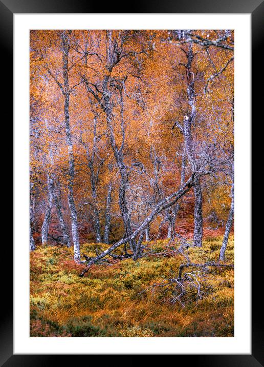 Fallen Silver Birch Tree Framed Mounted Print by John Frid