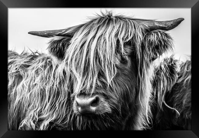 Highland Cow Framed Print by John Frid