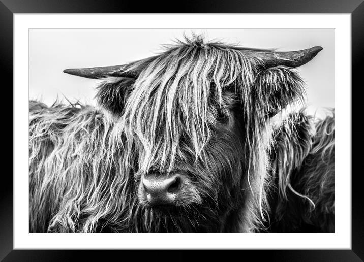 Highland Cow Framed Mounted Print by John Frid