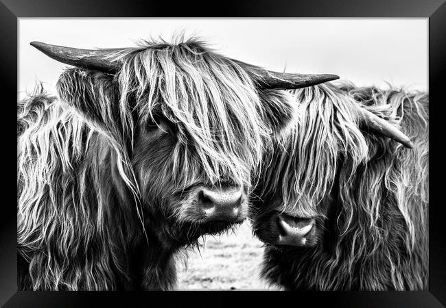 Highland Cows Framed Print by John Frid