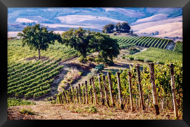 Tuscan Vineyard Framed Print by John Frid