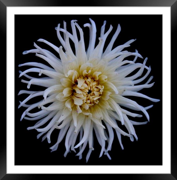 Anemone Flower  Framed Mounted Print by Laura Benstead