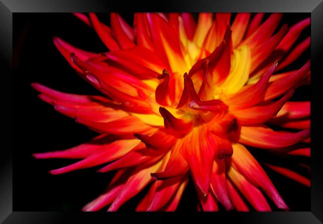 Fire Flower Framed Print by Laura Benstead