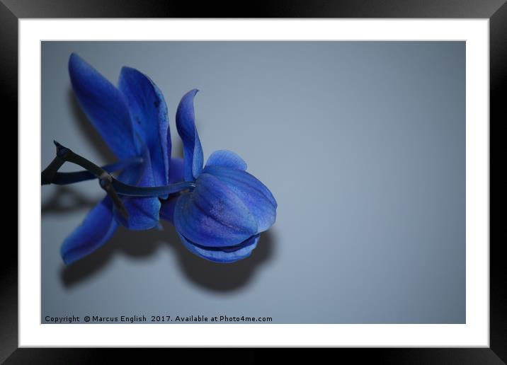 Blue Orchid Framed Mounted Print by Marcus English