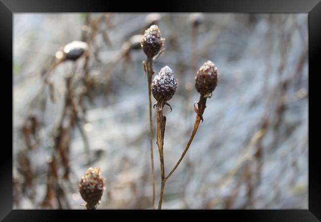 Frosty Buds Framed Print by Charlotte Senior