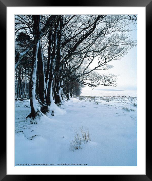 Dartmoor, Cator Common,  Trees in Snow Framed Mounted Print by Paul F Prestidge