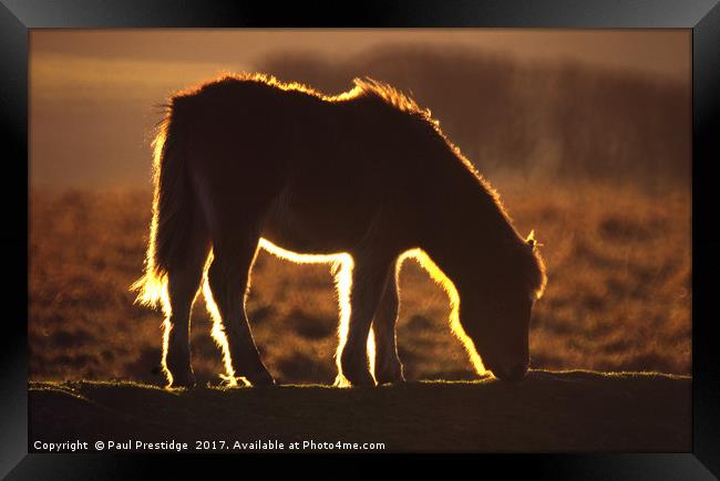 Backlit Dartmoor Pony Framed Print by Paul F Prestidge