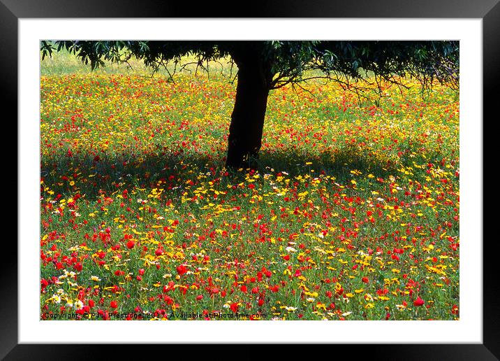 Mallorcan Wild Flowers Framed Mounted Print by Paul F Prestidge