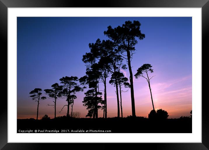 Pine Trees at Sunset Framed Mounted Print by Paul F Prestidge