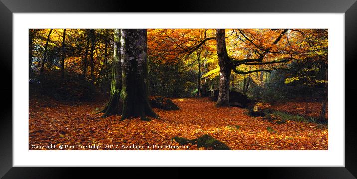 Devon Woods in Autumn Framed Mounted Print by Paul F Prestidge