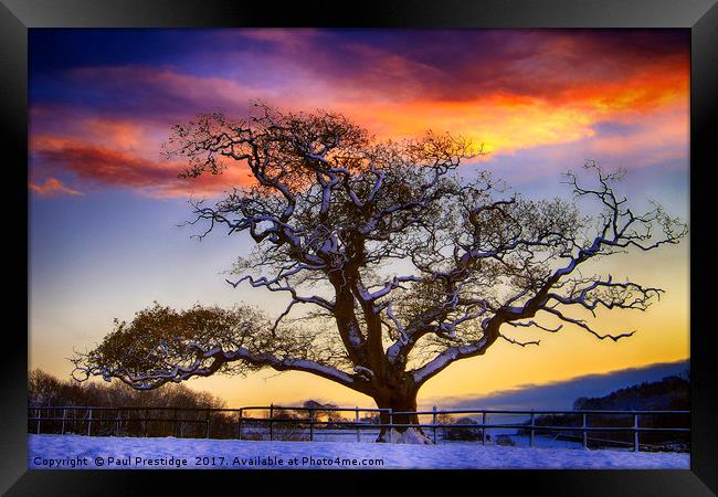 Snow covered Tree at Sunset Framed Print by Paul F Prestidge