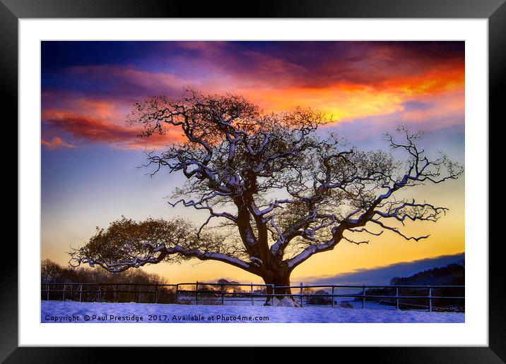 Snow covered Tree at Sunset Framed Mounted Print by Paul F Prestidge