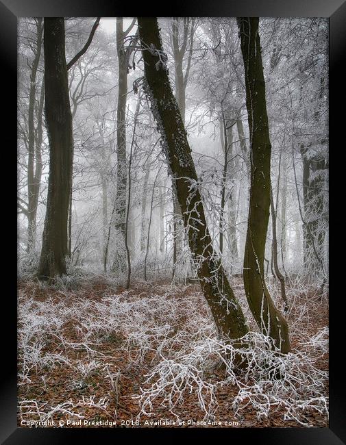 Trees in Hoar Frost Framed Print by Paul F Prestidge
