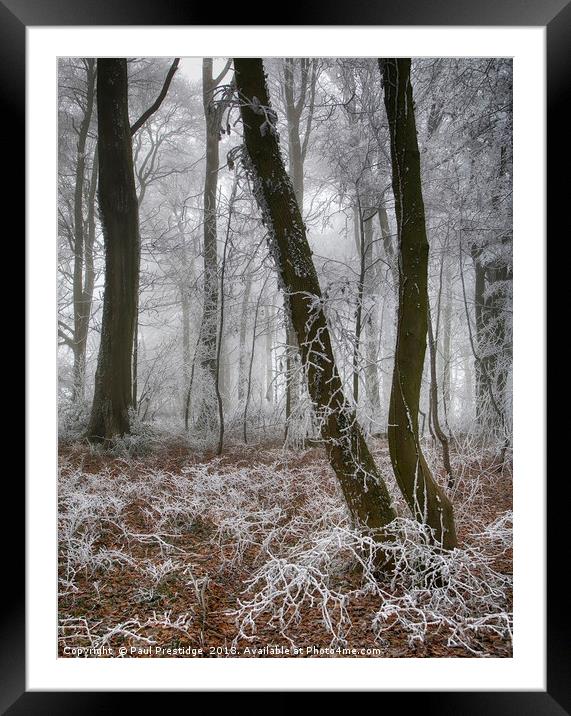 Trees in Hoar Frost Framed Mounted Print by Paul F Prestidge