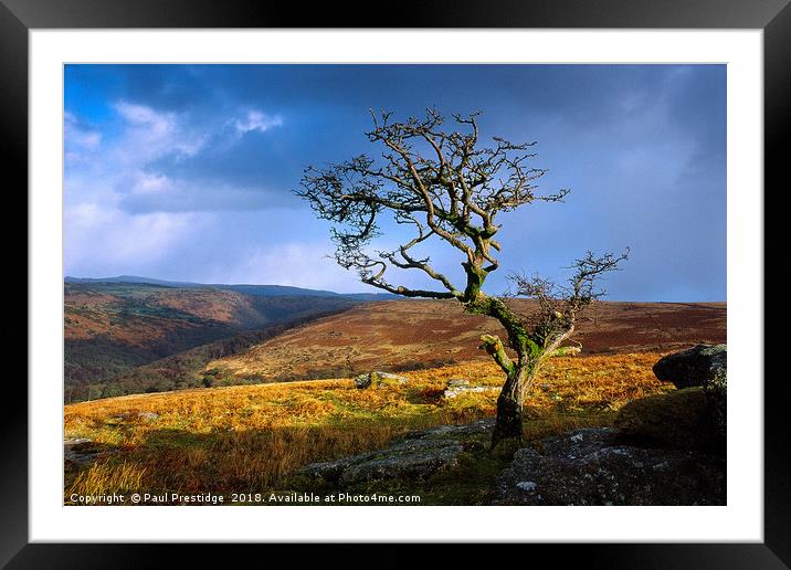 Twisted Tree at Combestone Tor Framed Mounted Print by Paul F Prestidge