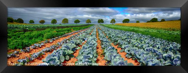 Crop Field Farmland Panorama                       Framed Print by Paul F Prestidge