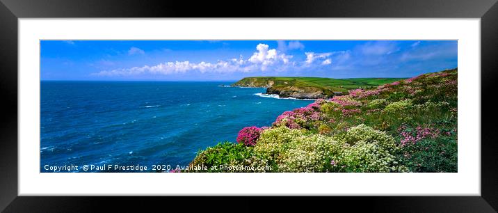 Clifftop Flowers at Church Cove on the Lizard Pano Framed Mounted Print by Paul F Prestidge