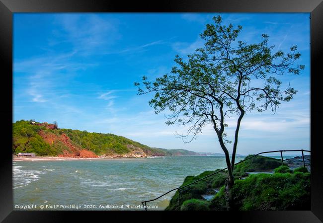 Tree among the Rocks Framed Print by Paul F Prestidge