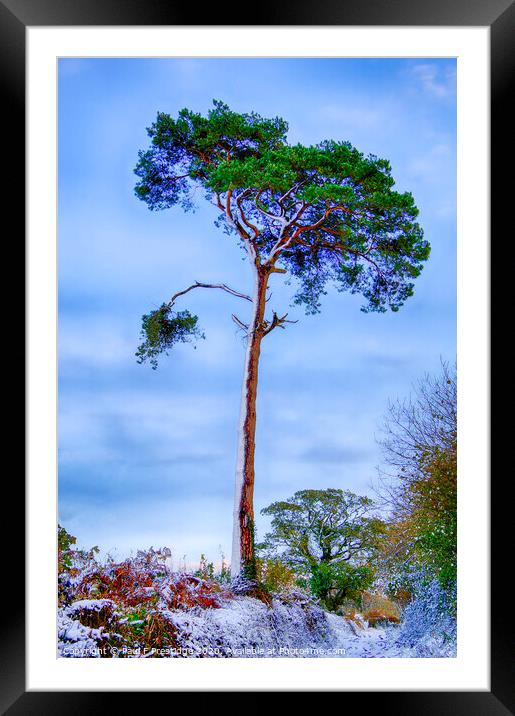 A Scots Pine in the Snow Framed Mounted Print by Paul F Prestidge