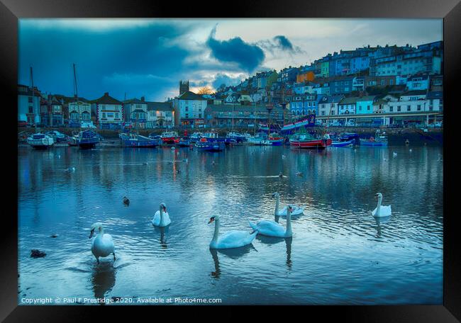 Brixham Harbour with Swans Framed Print by Paul F Prestidge