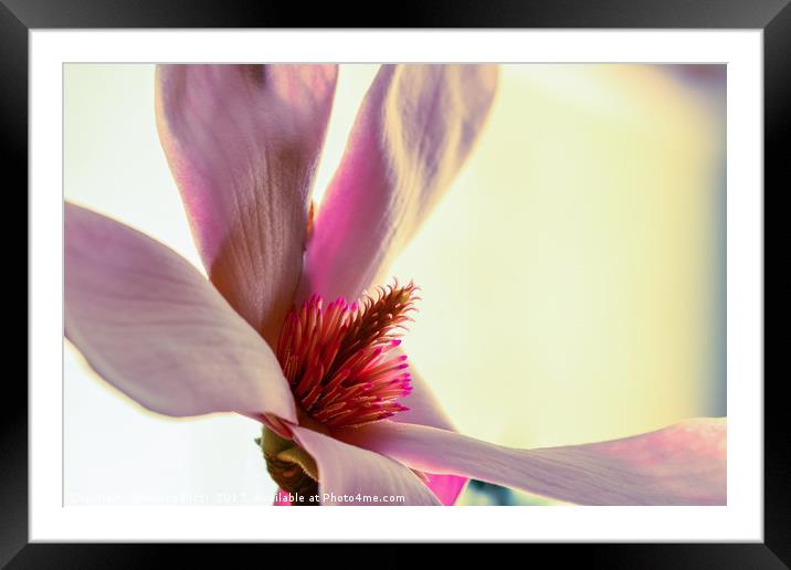 Close up of a pink flower Framed Mounted Print by Marco Bicci