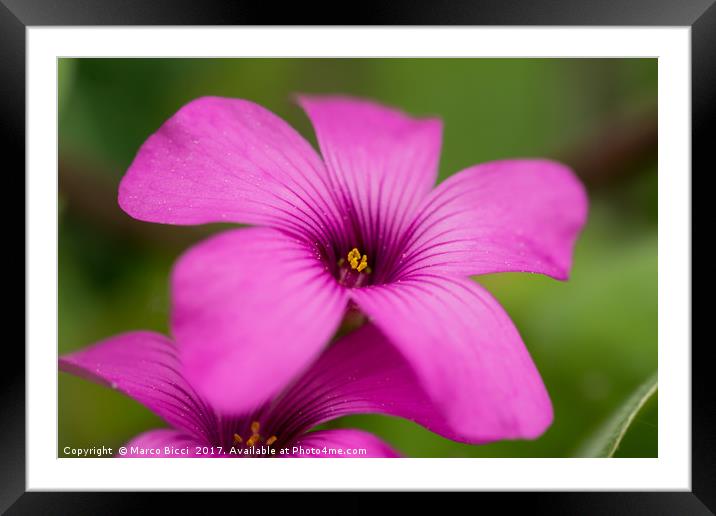 Close up of a purple flower Framed Mounted Print by Marco Bicci