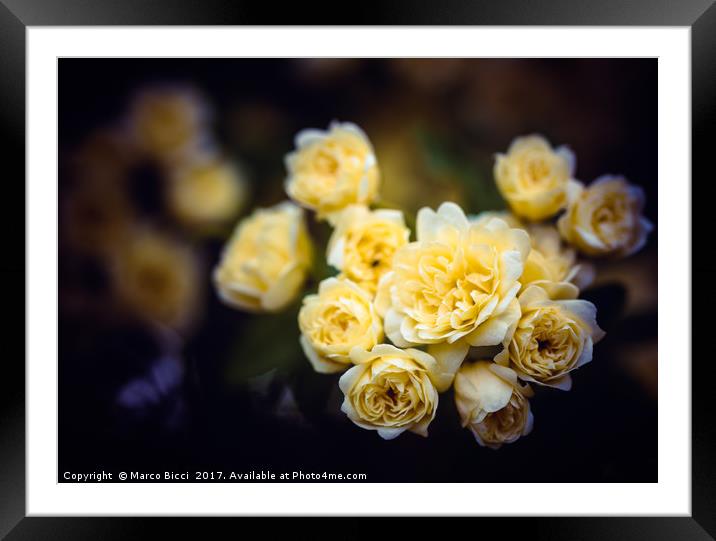 Close up of some small roses Framed Mounted Print by Marco Bicci