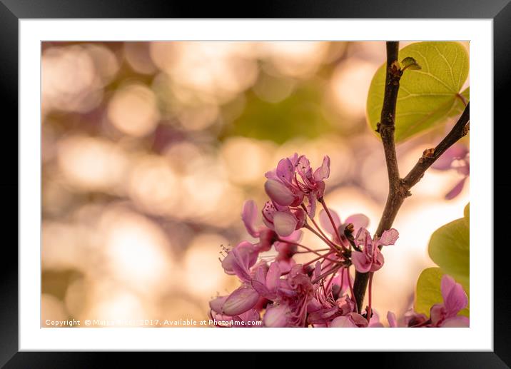 Purple flower on a tree  Framed Mounted Print by Marco Bicci