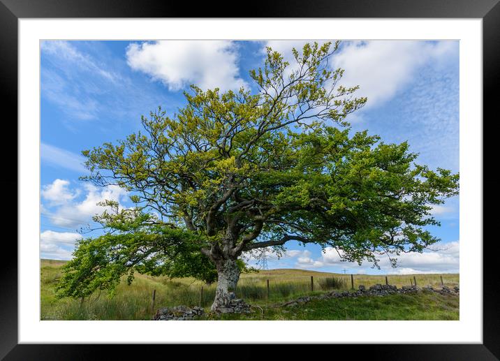A tree in the Cairngorms National Park Framed Mounted Print by Marco Bicci