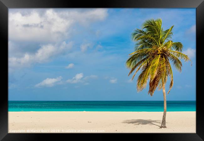 Palm tree alone on the white sand of the Eagle Bea Framed Print by Marco Bicci
