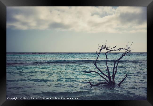 Dried branches emerge from the Carribean sea of Ar Framed Print by Marco Bicci
