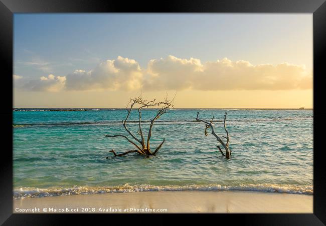 Dried branches emerge from the Carribean sea of Ar Framed Print by Marco Bicci