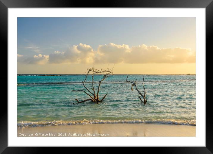 Dried branches emerge from the Carribean sea of Ar Framed Mounted Print by Marco Bicci