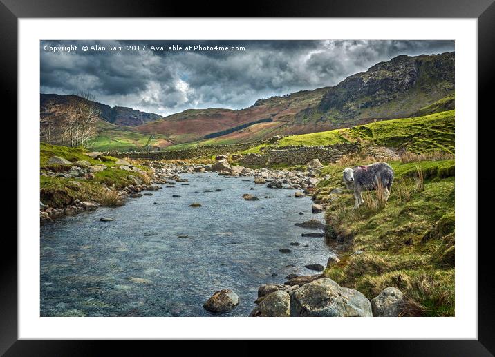 Lake District Herdwick Sheep Framed Mounted Print by Alan Barr