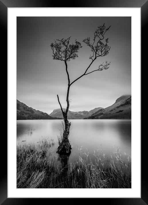 The Lone Tree  Framed Mounted Print by Charlie Gott