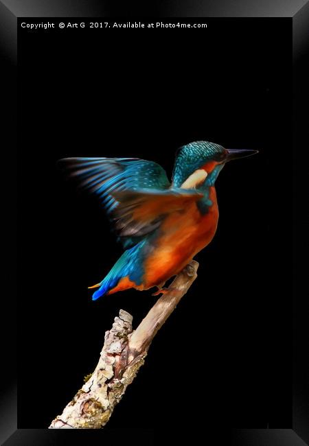 Kingfisher on Black Framed Print by Art G