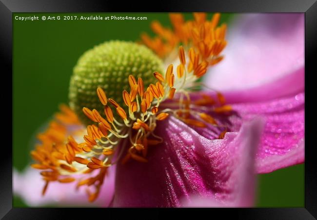 Japanese Anemone Macro Framed Print by Art G