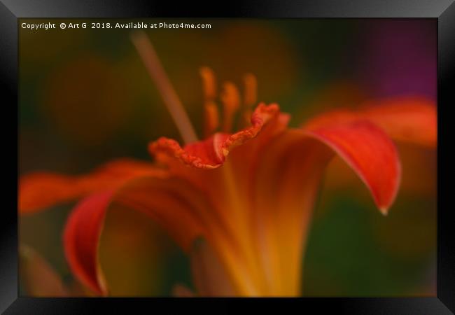 Orange Daylily Framed Print by Art G