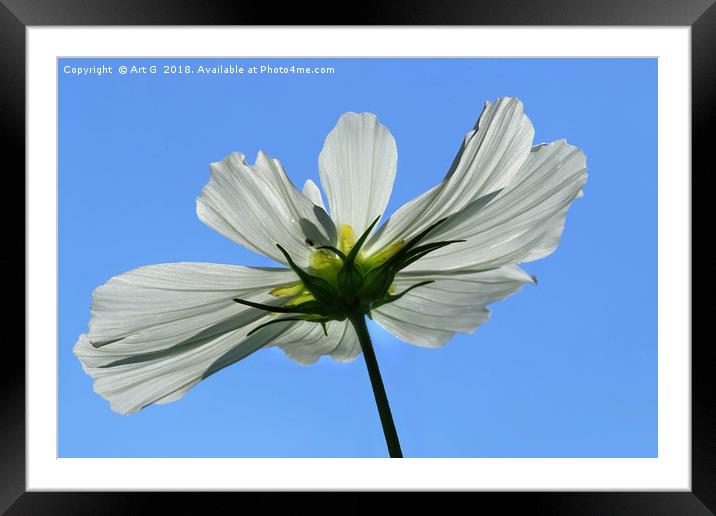 White Cosmos Contre Jour Framed Mounted Print by Art G