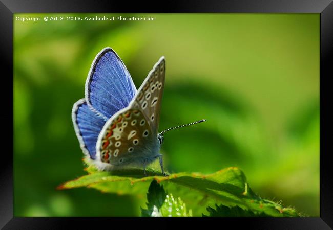 Common Blue Butterfly Framed Print by Art G