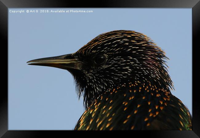 Starling in Profile Framed Print by Art G
