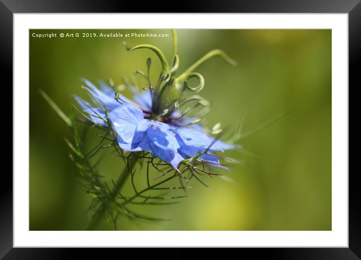 Love in a Mist Framed Mounted Print by Art G