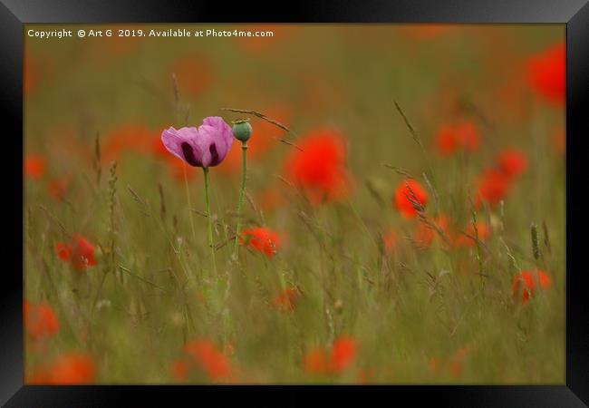 In a Field of Red Framed Print by Art G