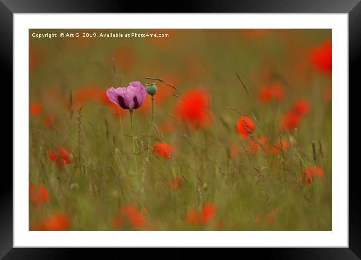 In a Field of Red Framed Mounted Print by Art G
