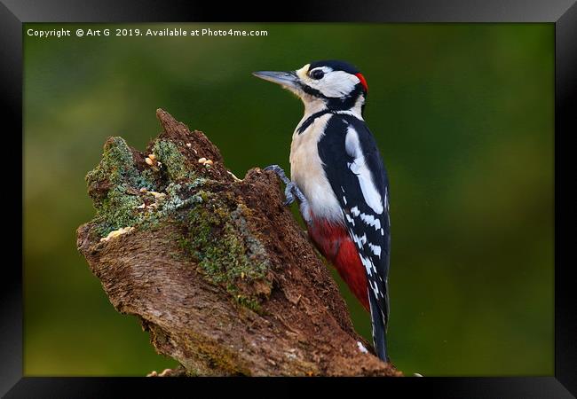 New Forest Woodpecker Framed Print by Art G