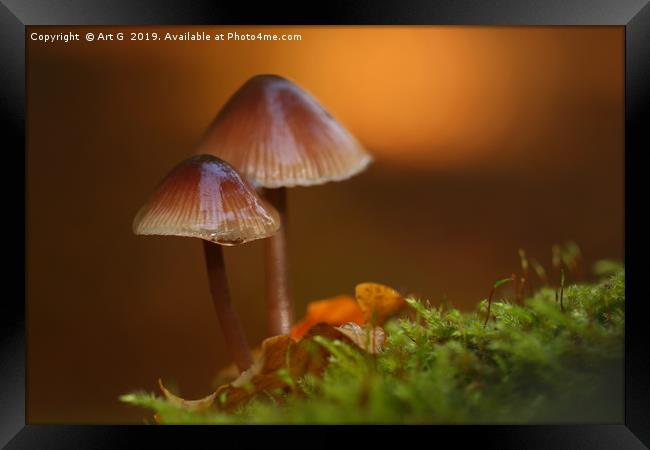 New Forest Fungi Framed Print by Art G