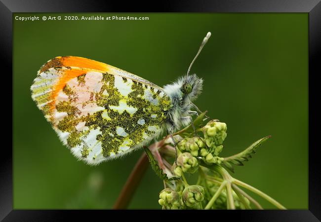 Orange Tip Butterfly Framed Print by Art G