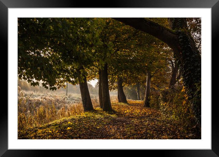 Coate Water Country park, United Kingdom, UK Framed Mounted Print by Michaela Gainey