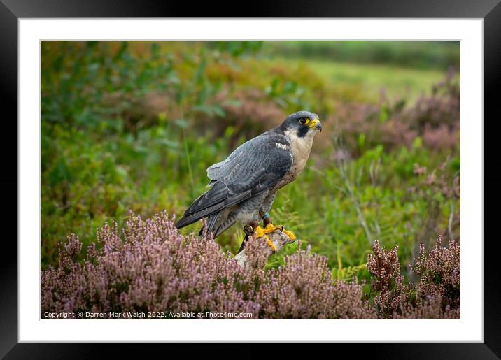 Peregrine on a Perch Framed Mounted Print by Darren Mark Walsh