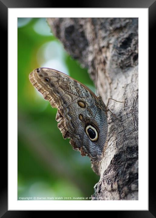 Owl Butterfly Framed Mounted Print by Darren Mark Walsh